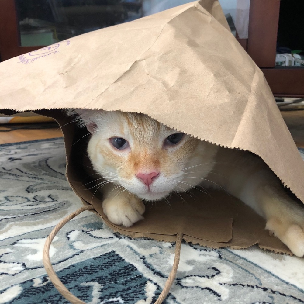 Meet your Posher, Lily